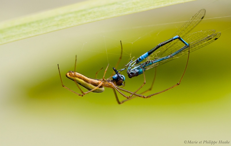 Araignee 0367_wm.jpg - Festin d'une araignée Tetragnatha extensa qui tisse sa toile au-dessus de notre étang: au menu, un agrion jouvencelle qu'elle a décapité et dont elle est en train de déguster l'intérieur de la tête... (Ermitage, Genève, Suisse, juillet 2011)